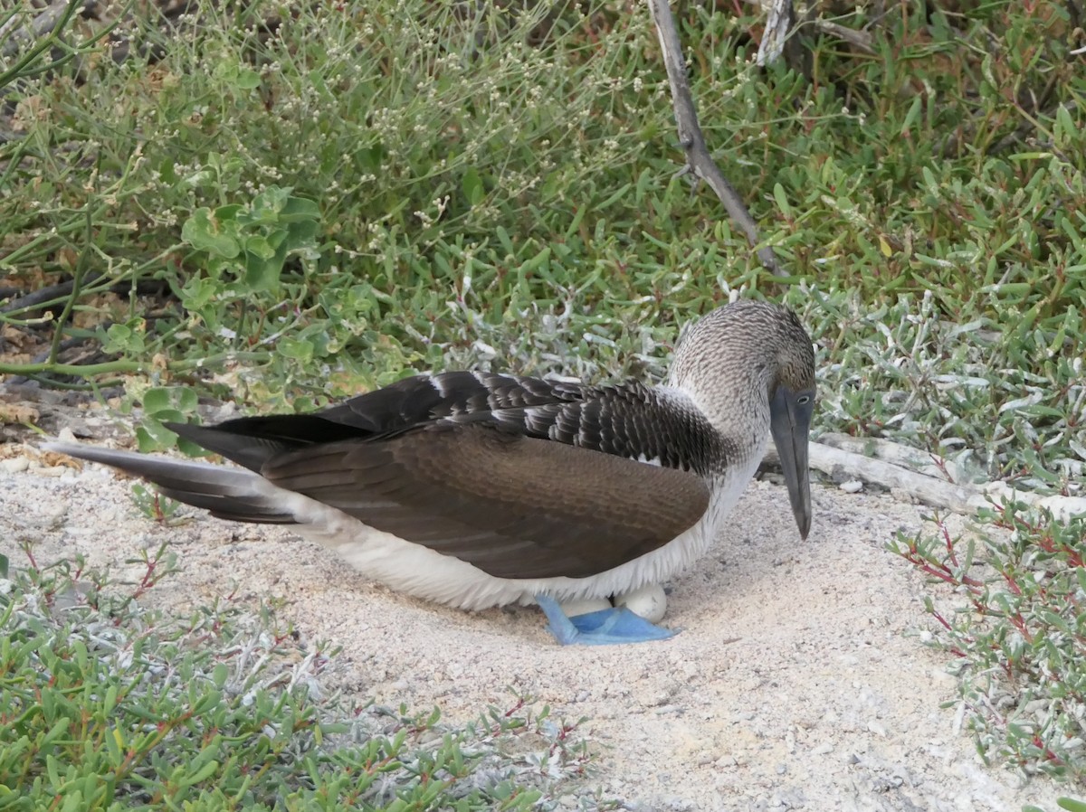 Blue-footed Booby - ML608262568