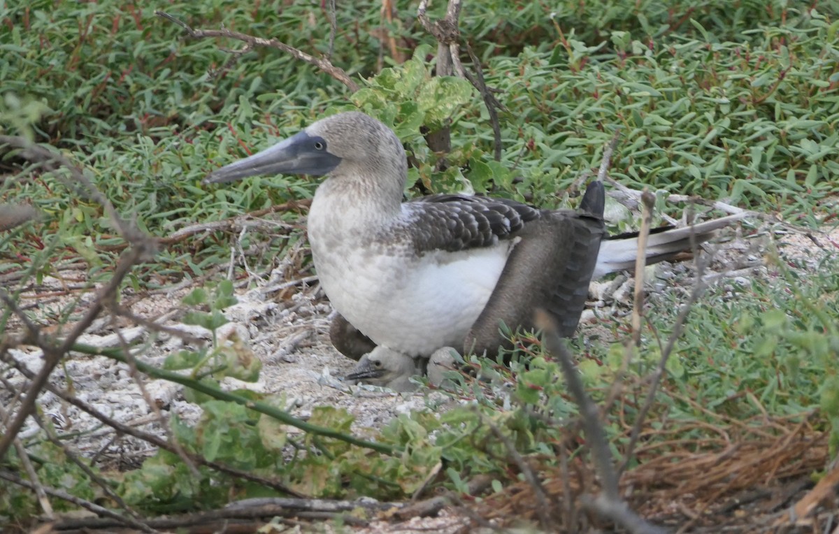 Blue-footed Booby - ML608262579