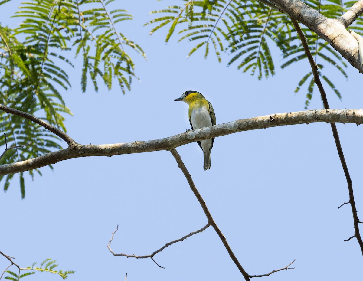 Green-backed Becard (Yellow-cheeked) - ML608262757