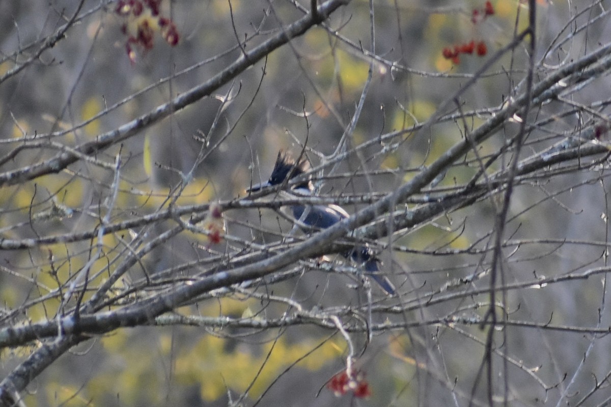 Belted Kingfisher - ML608262768
