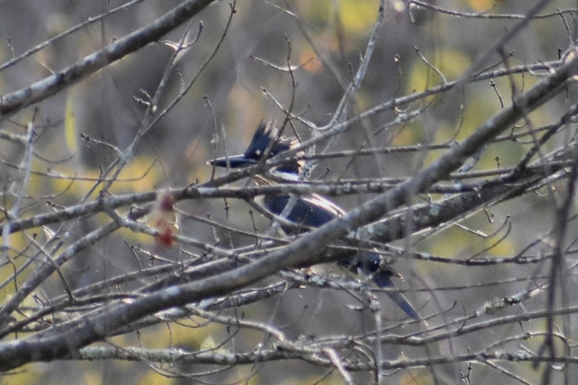 Belted Kingfisher - ML608262769