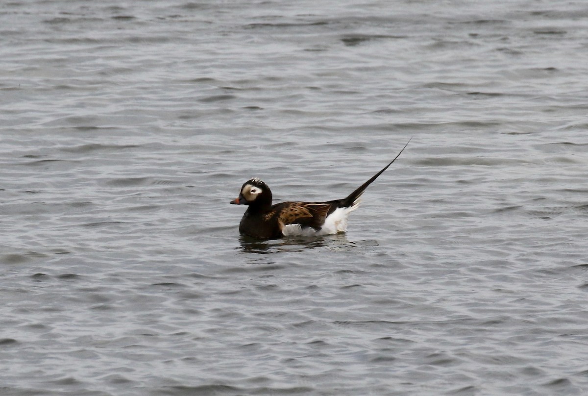 Long-tailed Duck - ML608263206