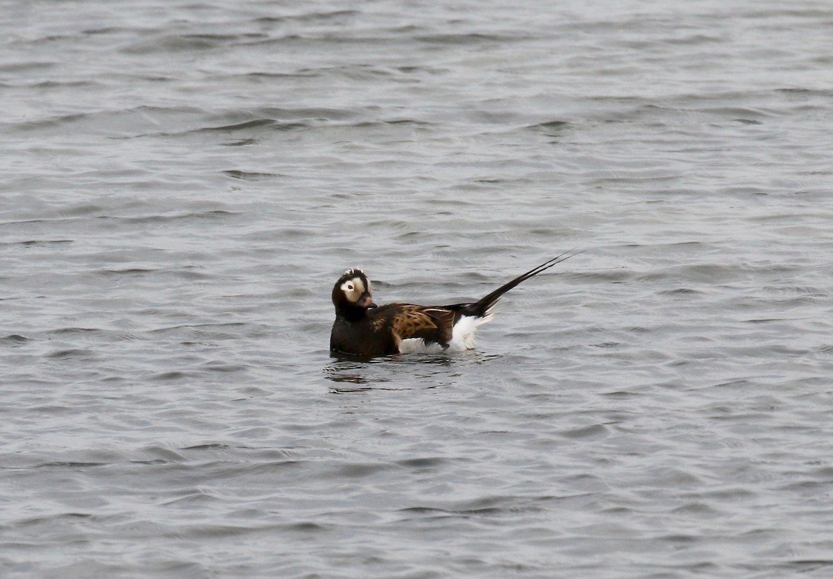 Long-tailed Duck - ML608263211