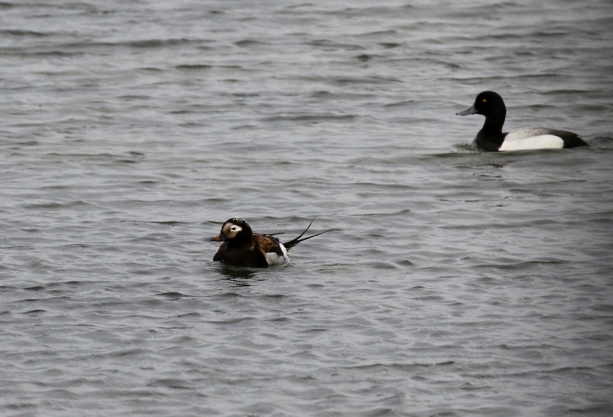 Long-tailed Duck - ML608263212