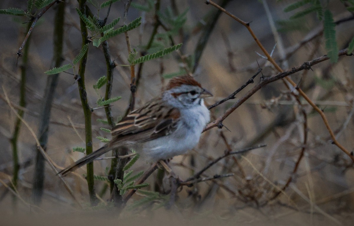 Rufous-winged Sparrow - ML608263396