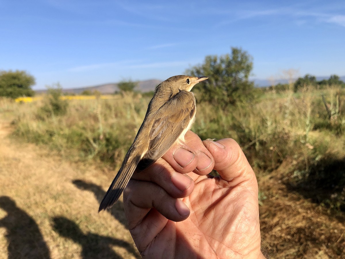 Common Reed Warbler - ML608263523
