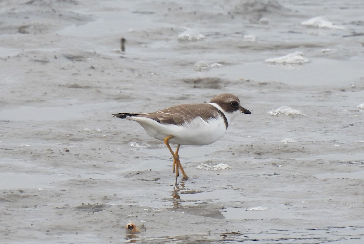 Mass Audubon EBird Checklist 28 Aug 2023 North River Wildlife Sanctuary Mass Audubon 31