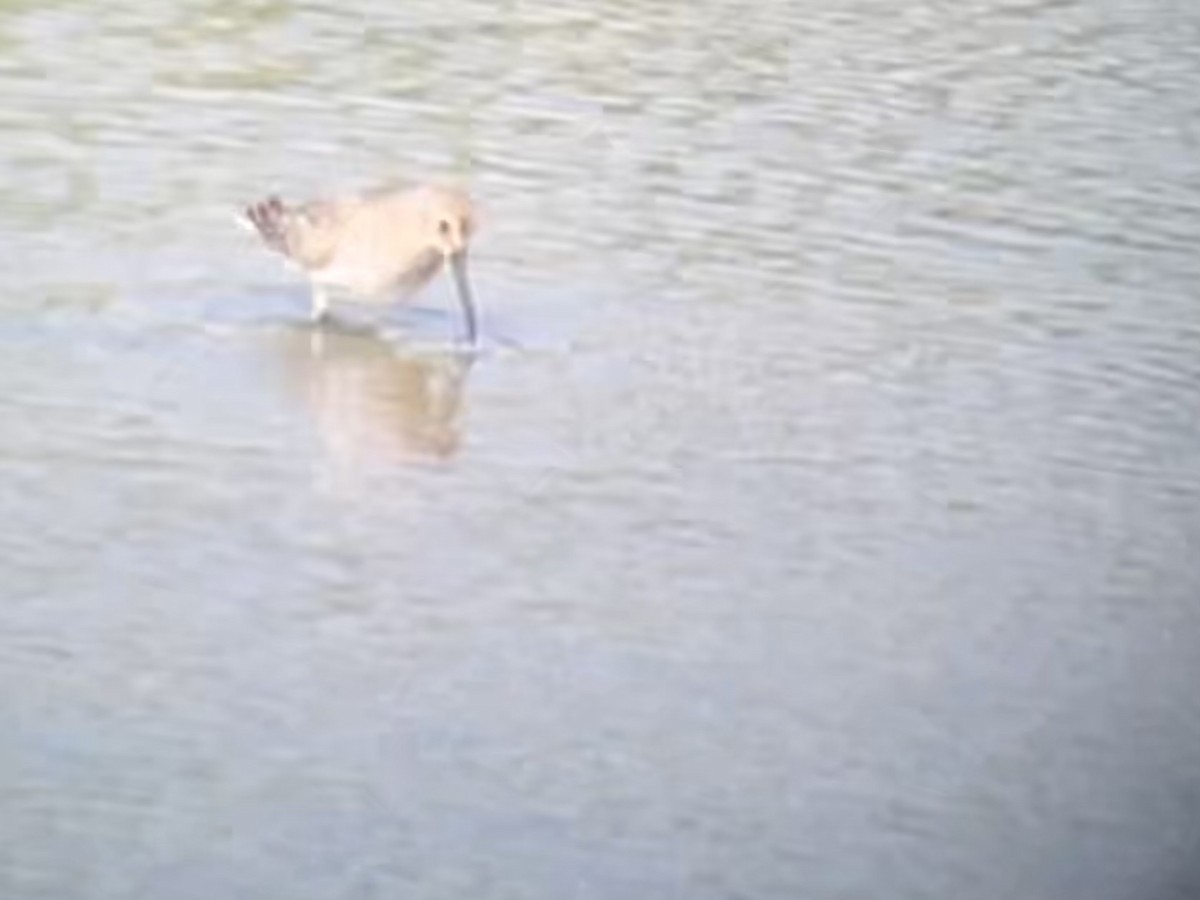 eBird Checklist 29 Aug 2023 Wood Dale Reservoir 33 species