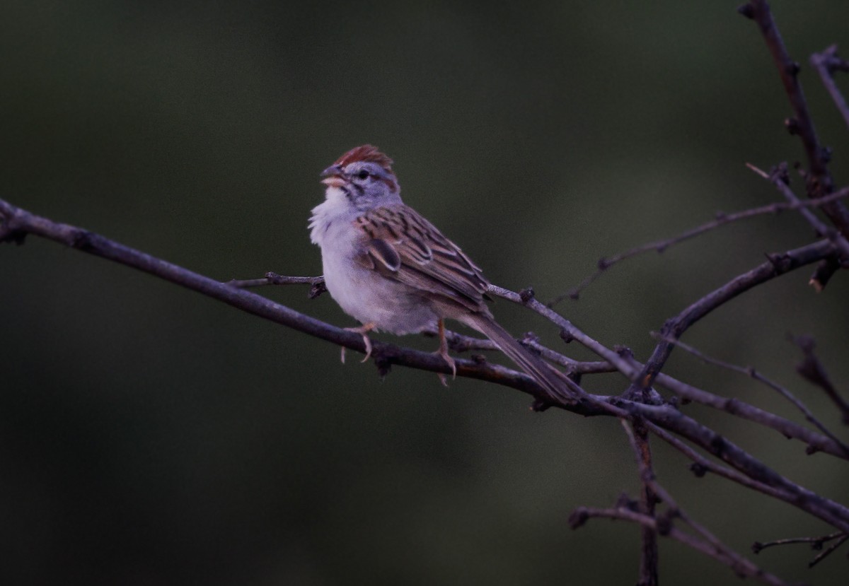 Rufous-winged Sparrow - ML608264111