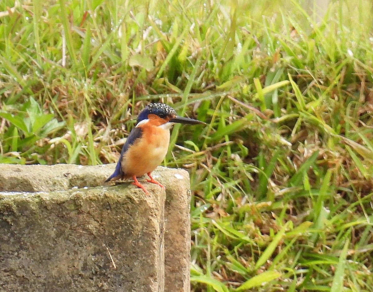 Malagasy Kingfisher - ML608264580