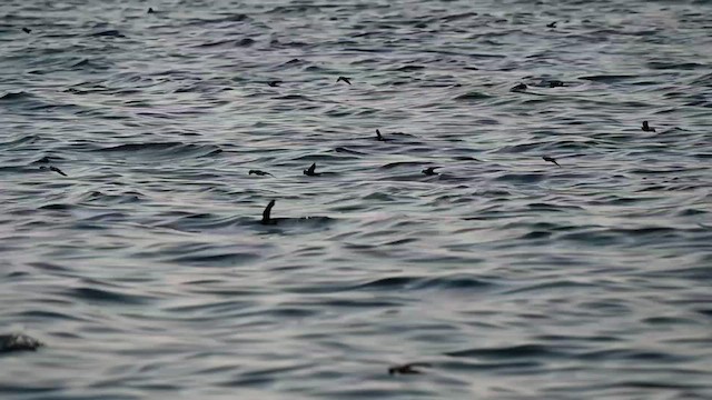 黃蹼洋海燕 - ML608264637