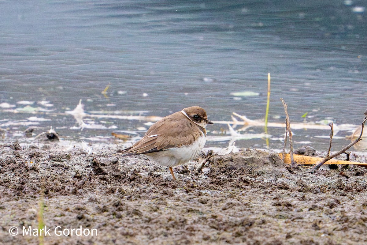 Semipalmated Plover - ML608264785