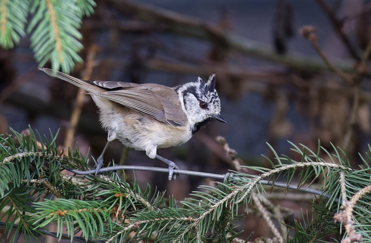 Crested Tit - ML608264991