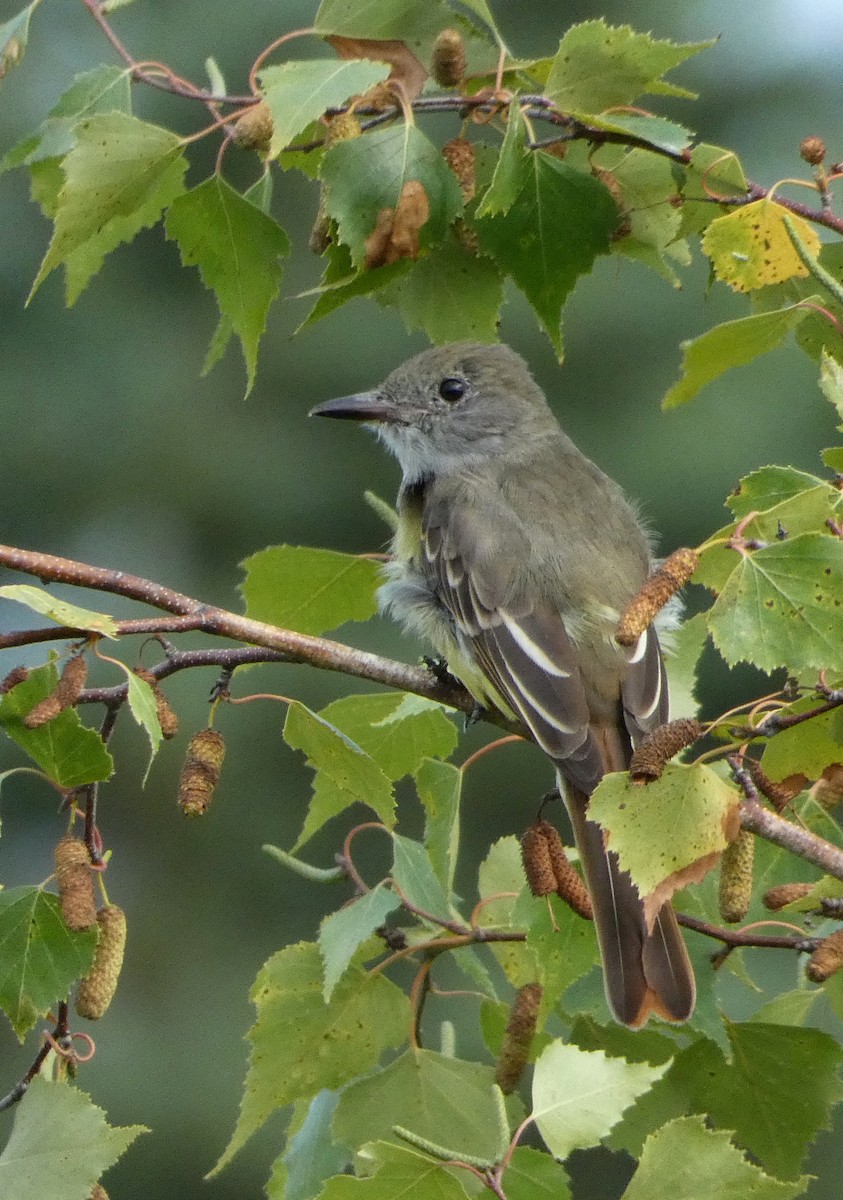 Great Crested Flycatcher - ML608265216