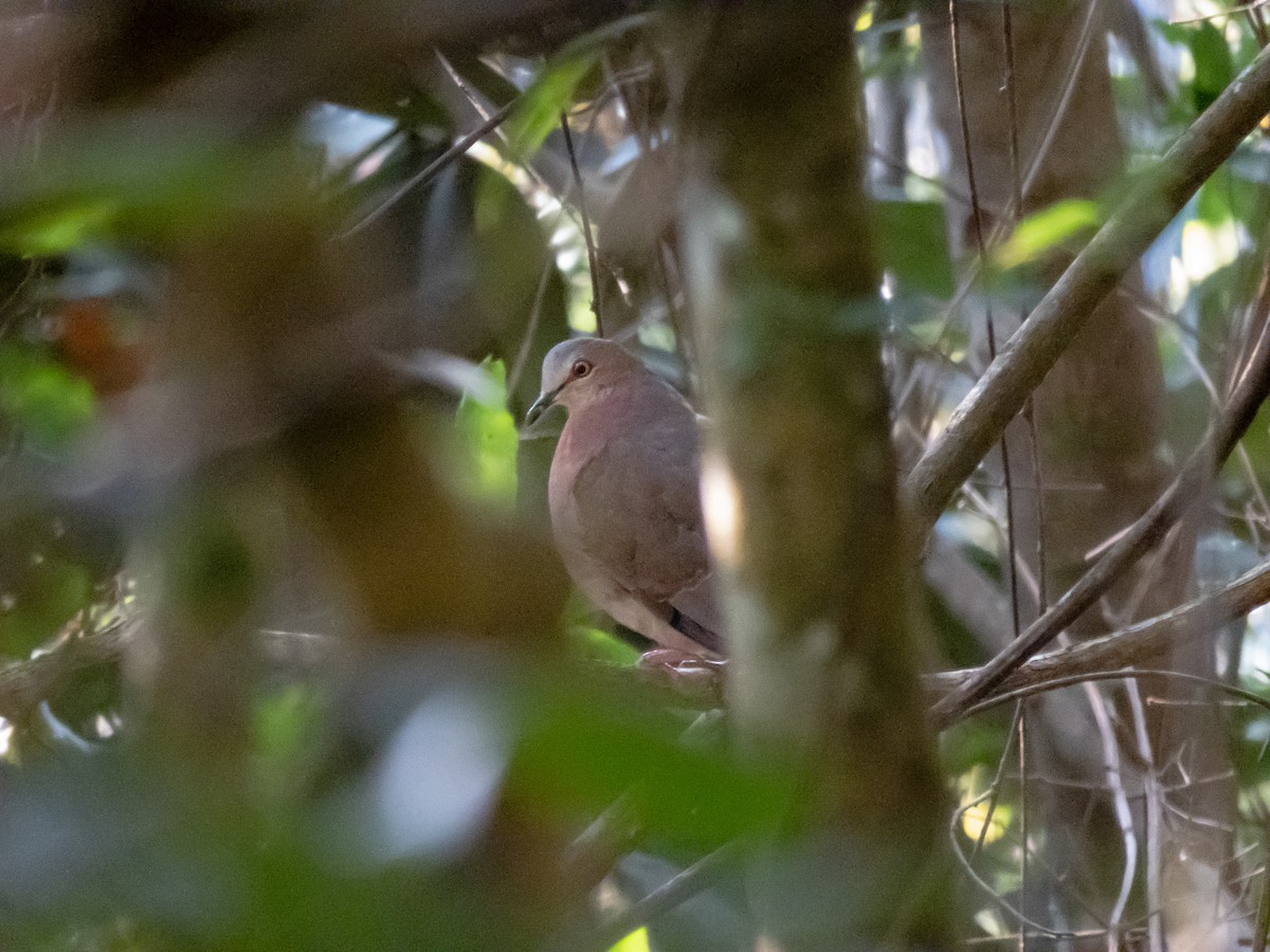 Gray-fronted Dove - ML608265710