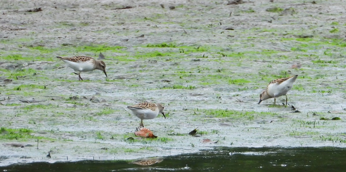 Ebird Checklist Aug Kincheloe Road Species