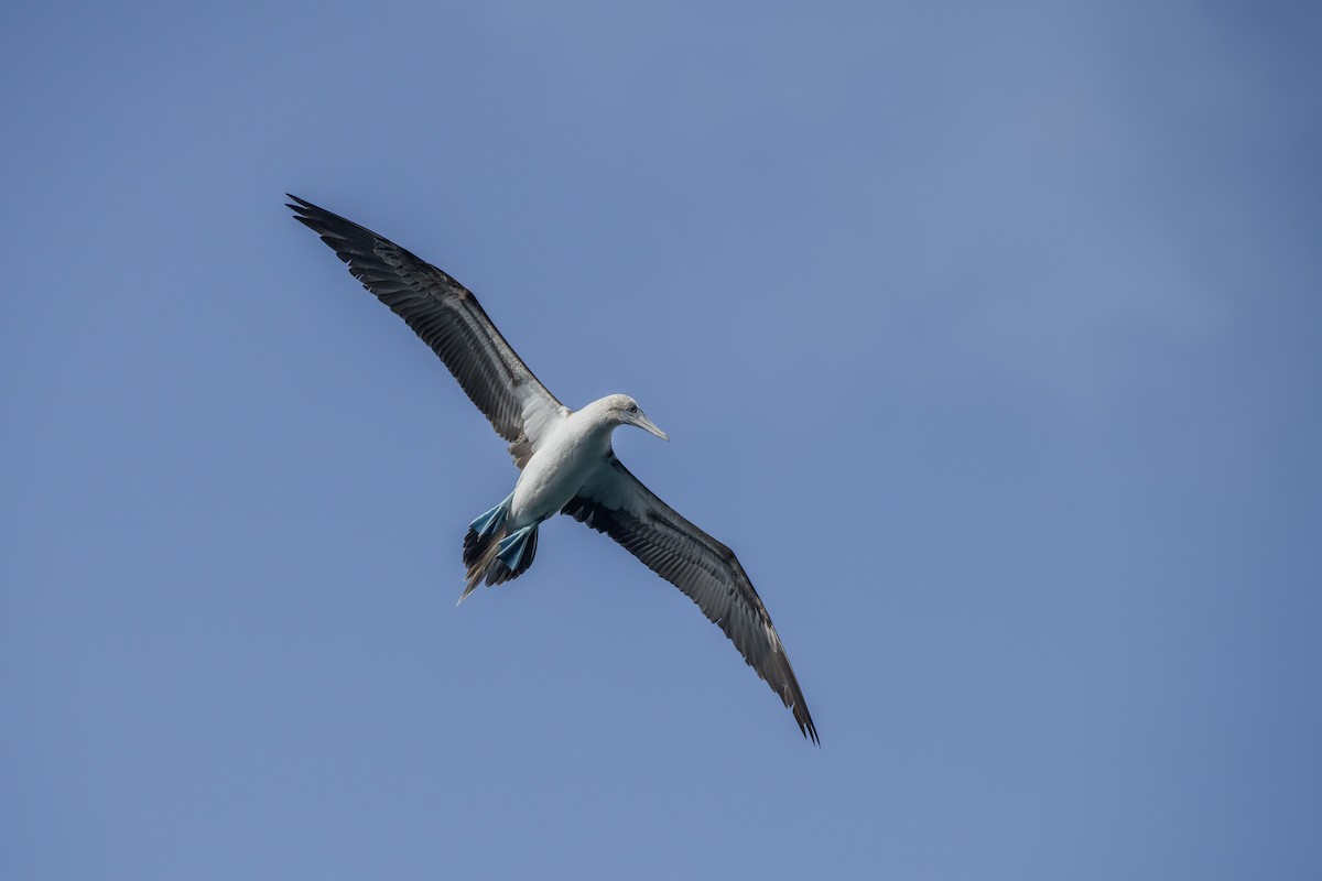 Blue-footed Booby - ML608266231