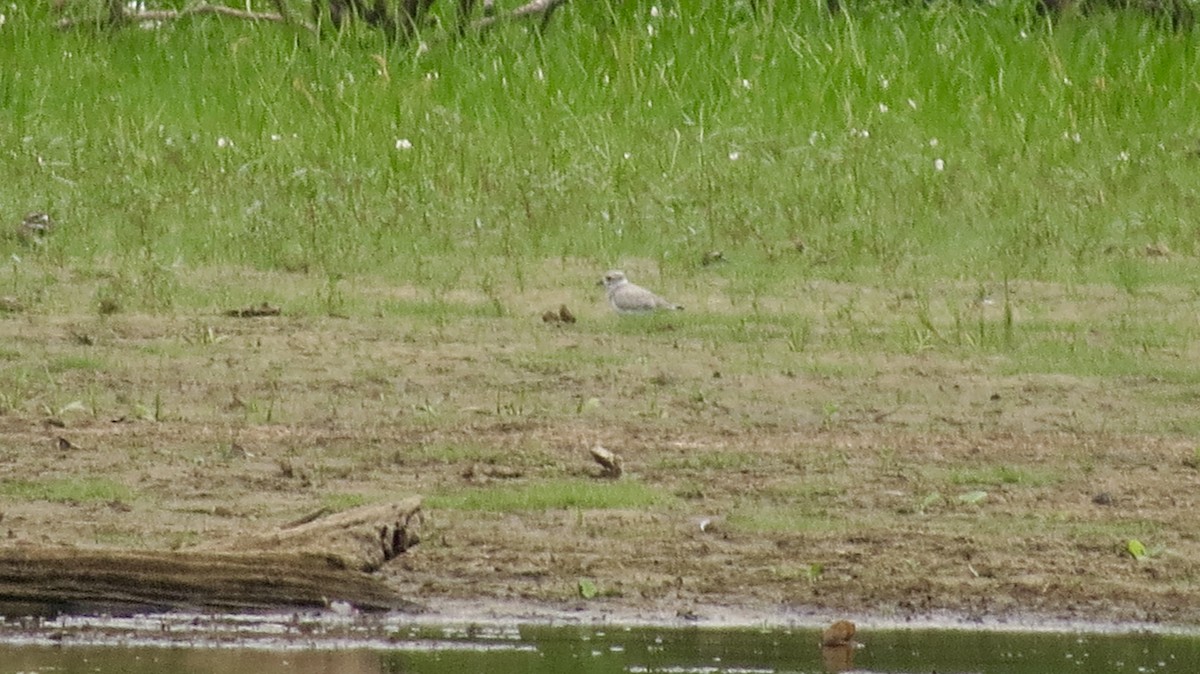 Piping Plover - ML608266354