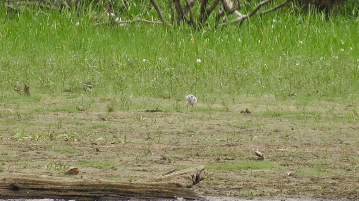 Piping Plover - ML608266355