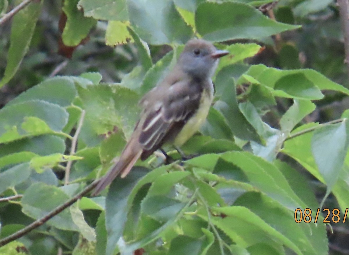 Great Crested Flycatcher - ML608266376