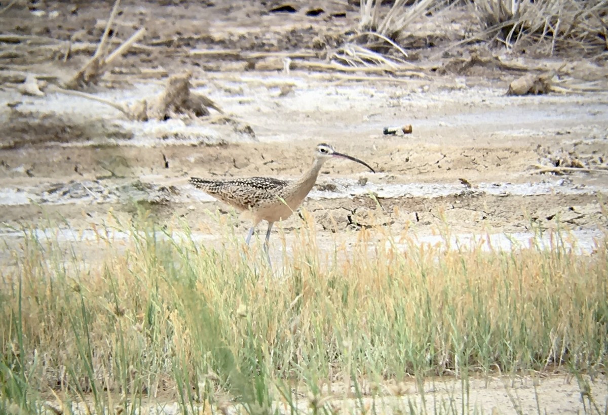 Long-billed Curlew - ML608266544