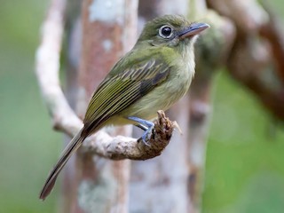  - Eastern Olivaceous Flatbill