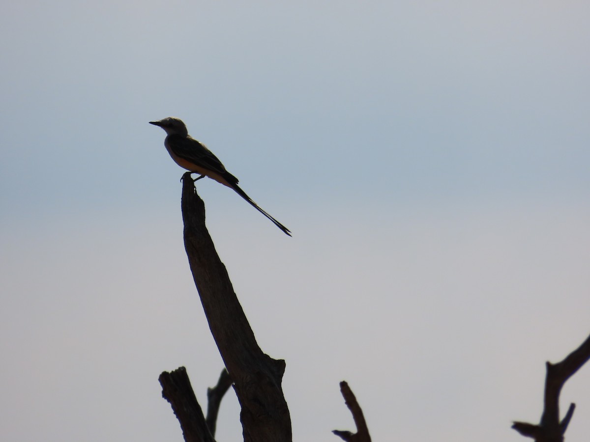 Scissor-tailed Flycatcher - Bill  Lapp