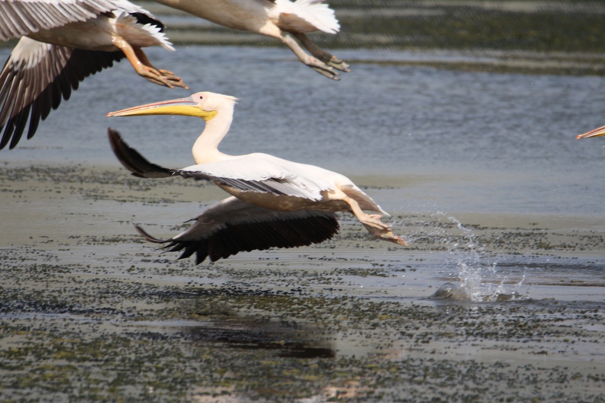 pelikán bílý - ML608268091