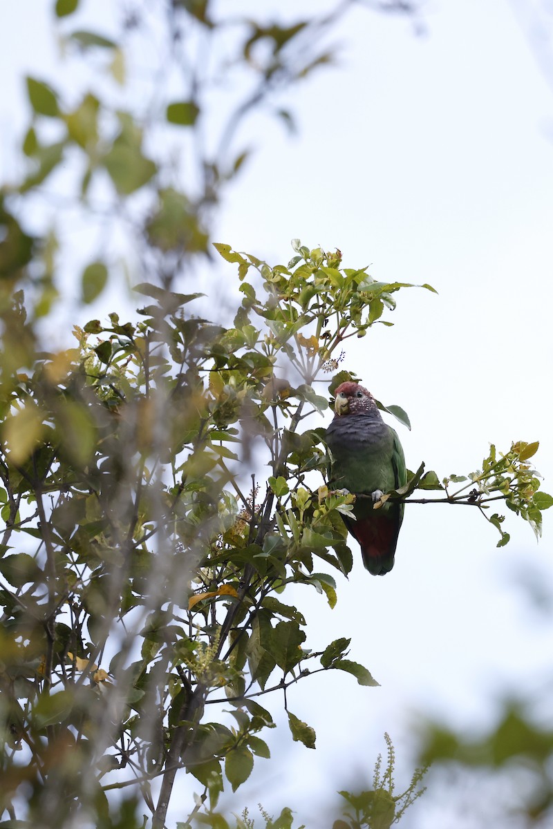 Speckle-faced Parrot (Plum-crowned) - ML608268096
