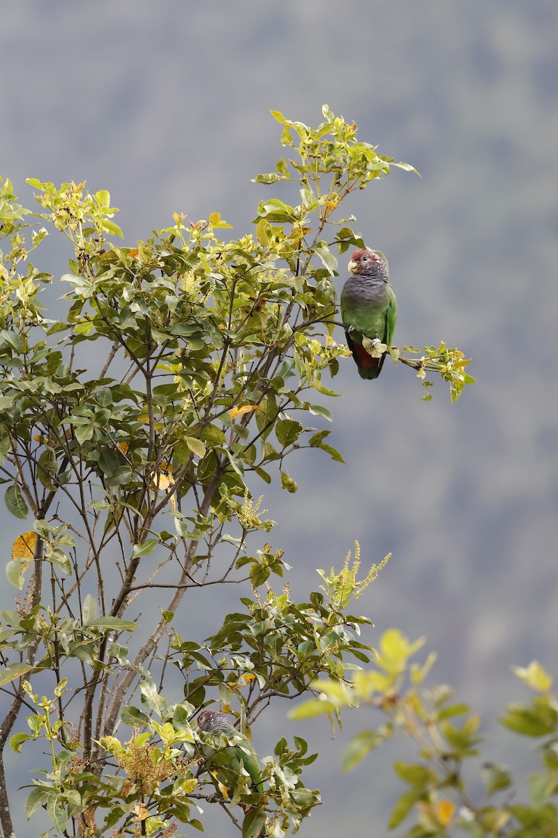 Speckle-faced Parrot (Plum-crowned) - ML608268099
