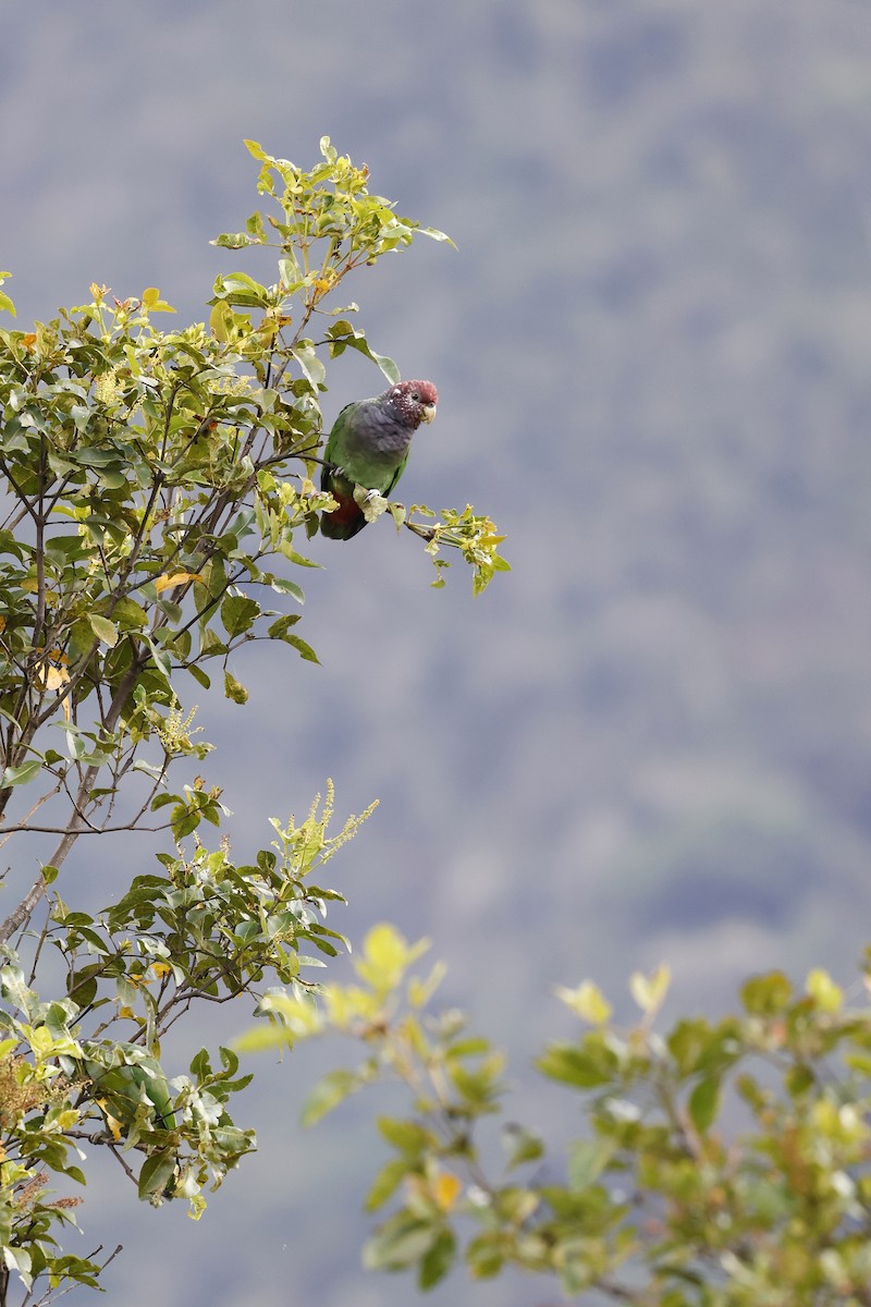 Speckle-faced Parrot (Plum-crowned) - ML608268100