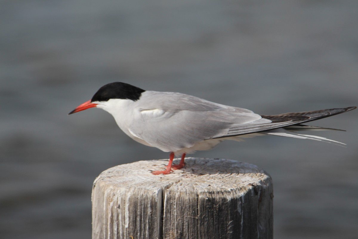 Common Tern - ML608268144