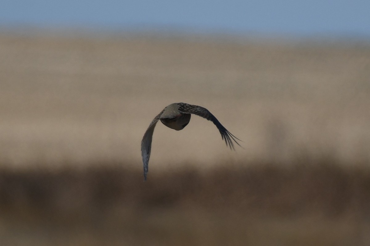 Gray Partridge - ML608268277