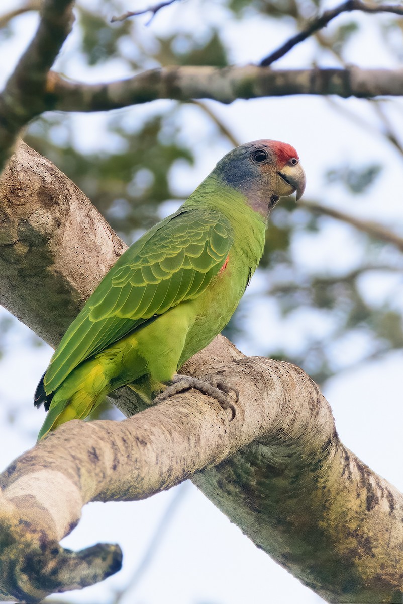 Red-tailed Parrot - ML608268548