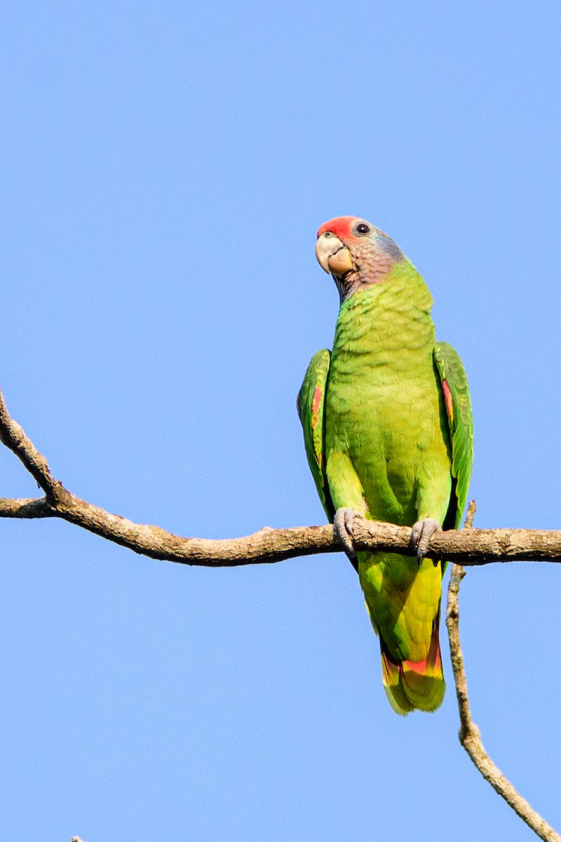 Red-tailed Parrot - ML608268558