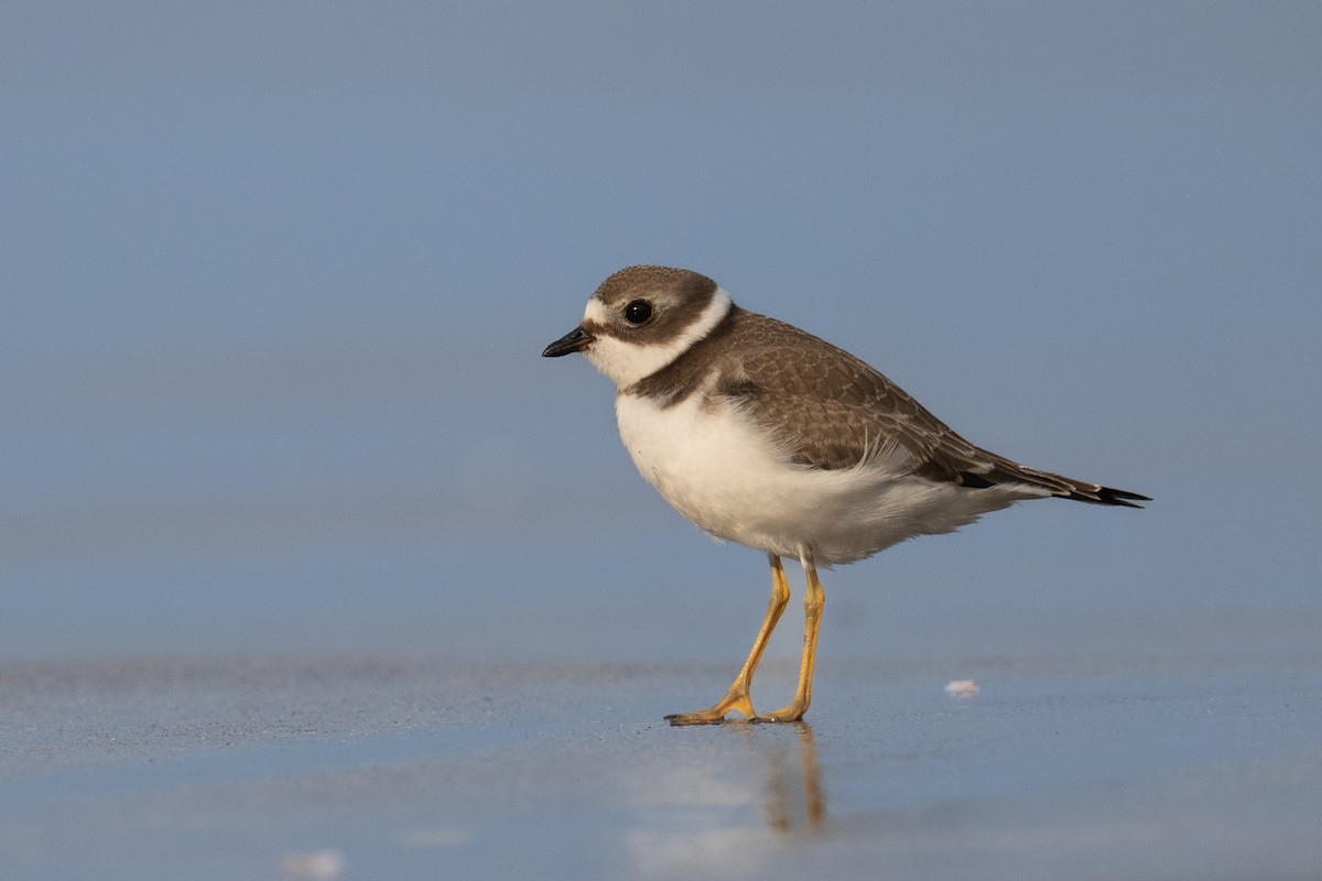 Semipalmated Plover - ML608268634