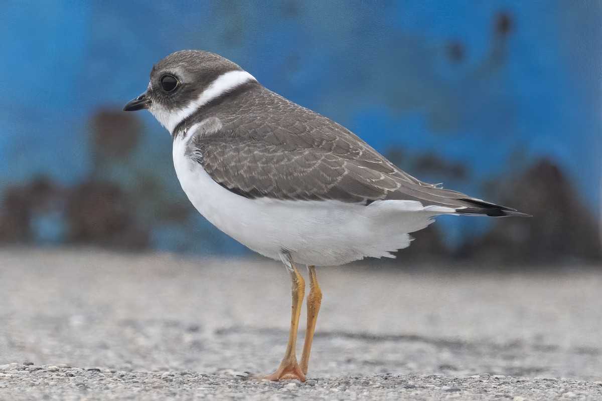 Semipalmated Plover - ML608268635