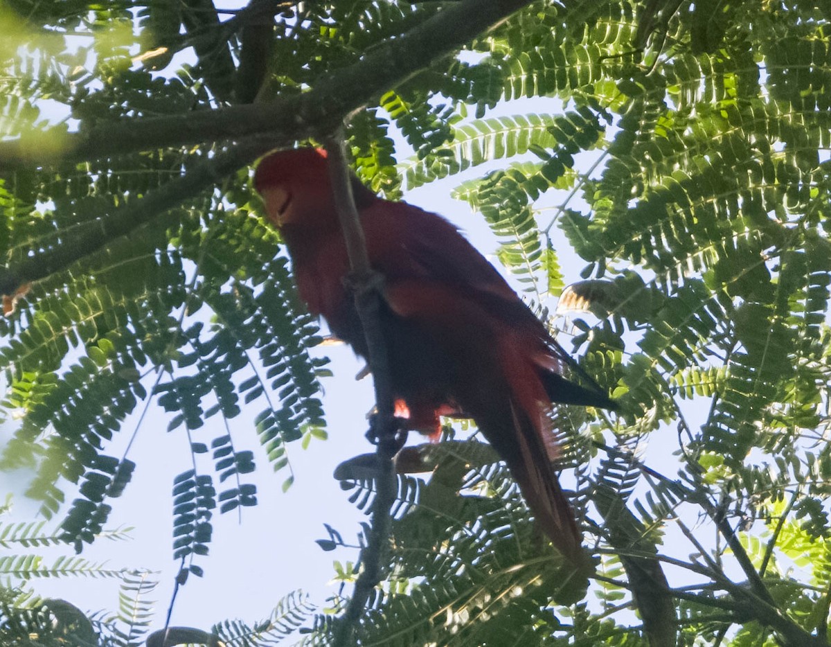 Maluku Eklektus Papağanı - ML608268706