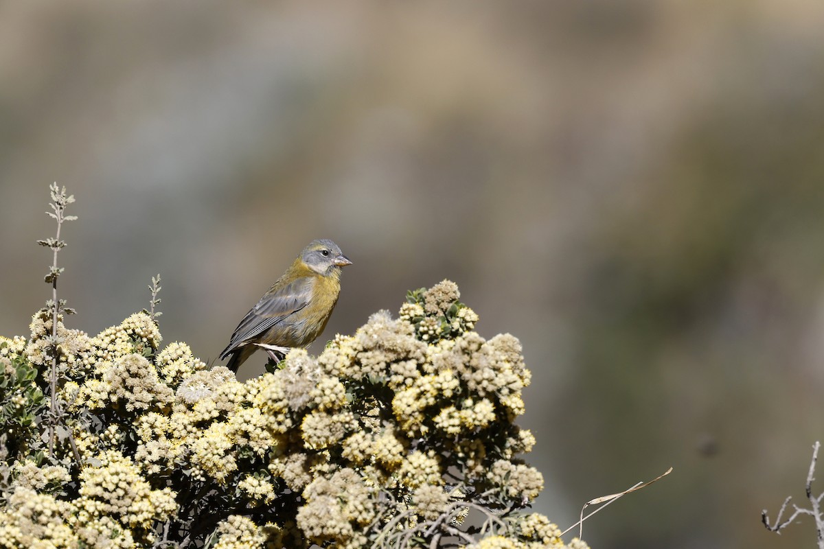 Peruvian Sierra Finch - Daniel Branch