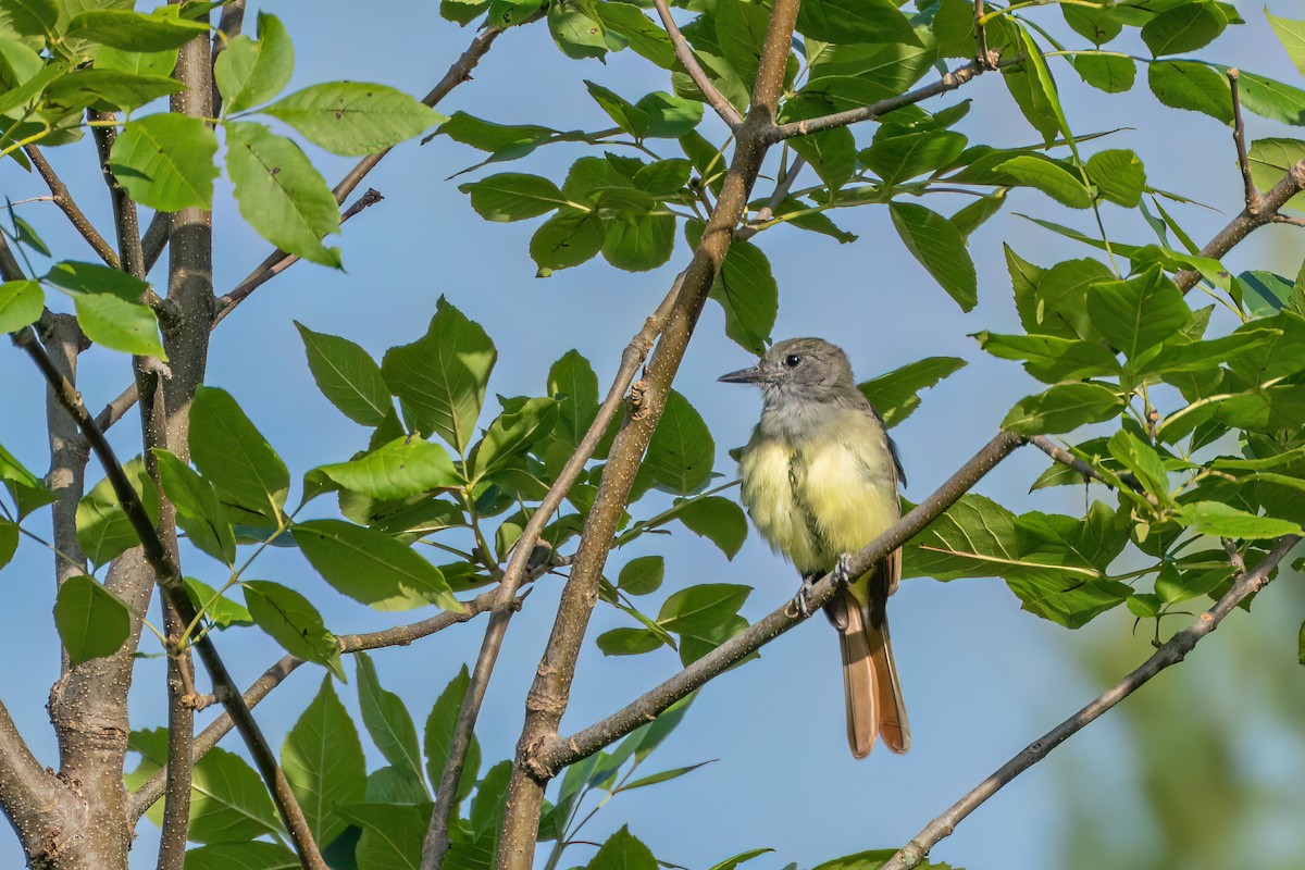 Great Crested Flycatcher - ML608269091