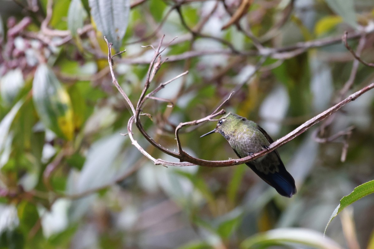Fire-throated Metaltail - ML608269253