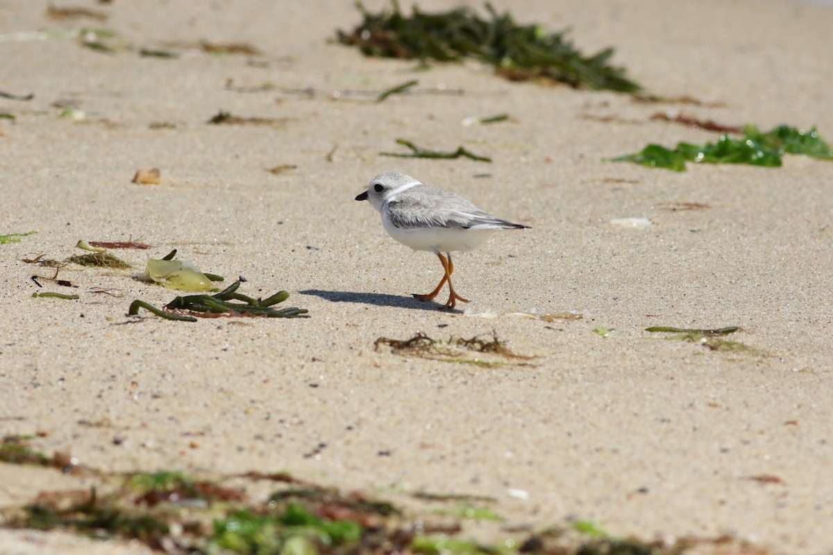 Piping Plover - ML608270415