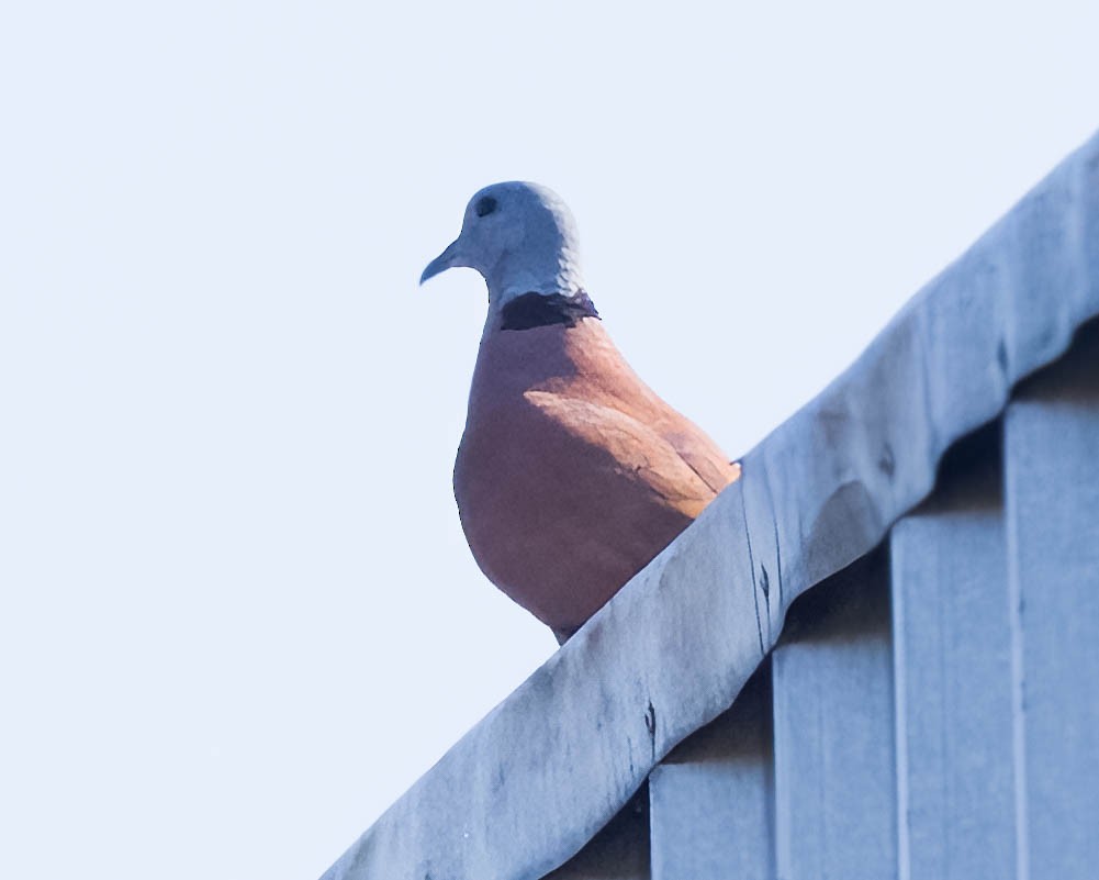 Red Collared-Dove - ML608270788