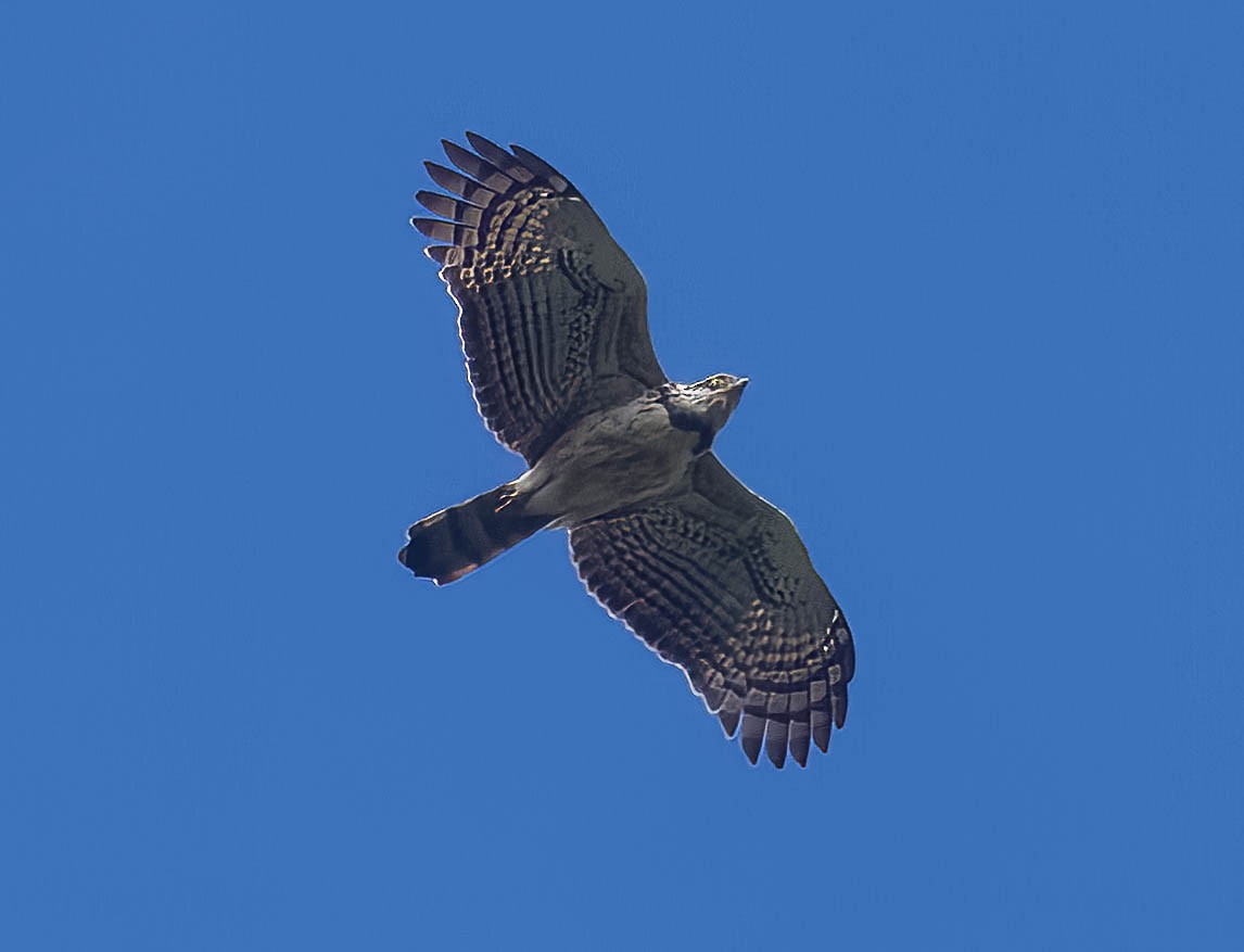 Sulawesi Hawk-Eagle - ML608270899