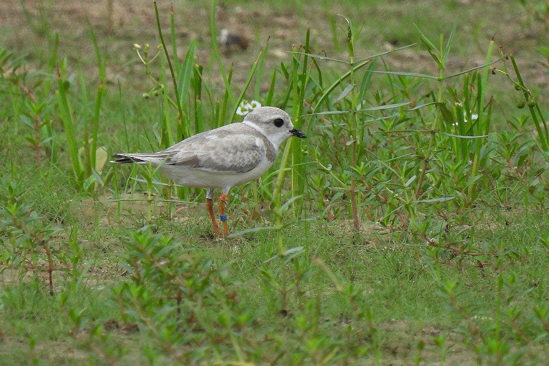 Piping Plover - ML608270977