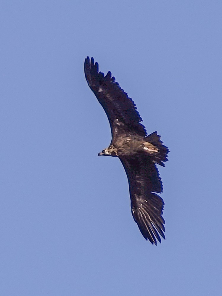 Cinereous Vulture - ML608271360