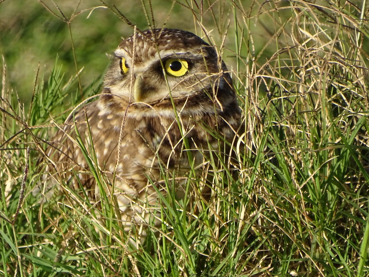 Burrowing Owl - ML608271985