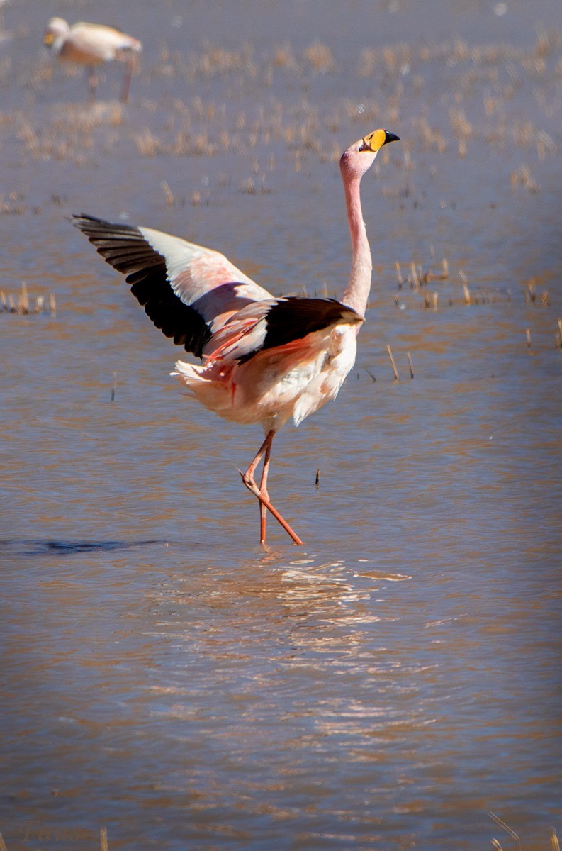 James's Flamingo - ML608272029