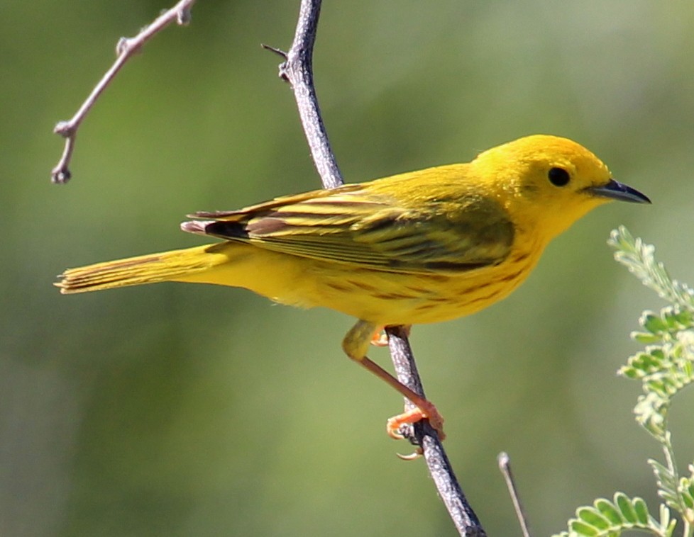 Yellow Warbler (Northern) - sam hough