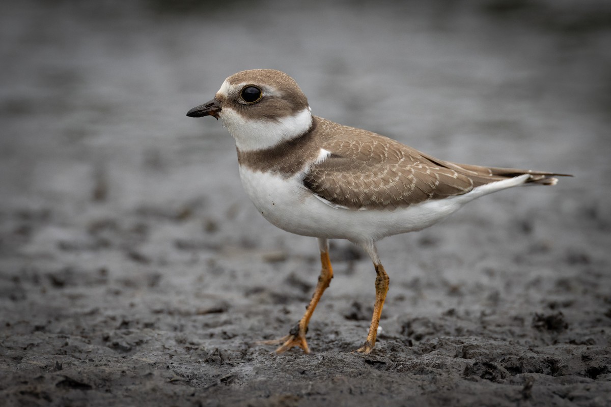 Semipalmated Plover - ML608272807